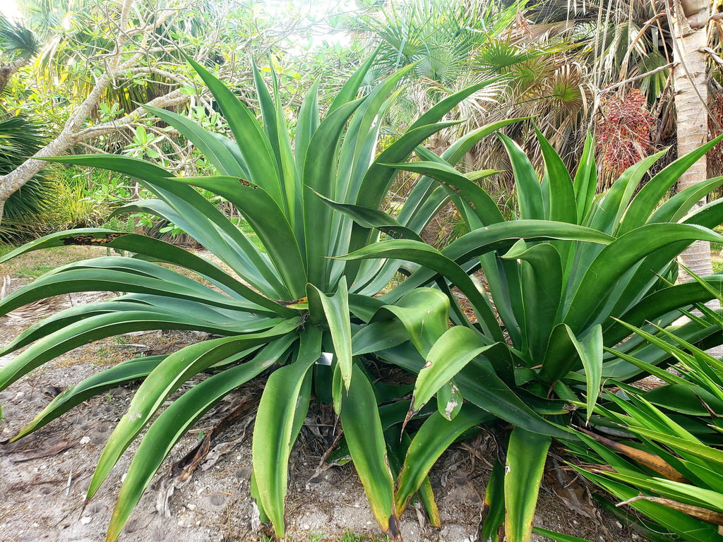 Agave sp. (Caribbean #1)