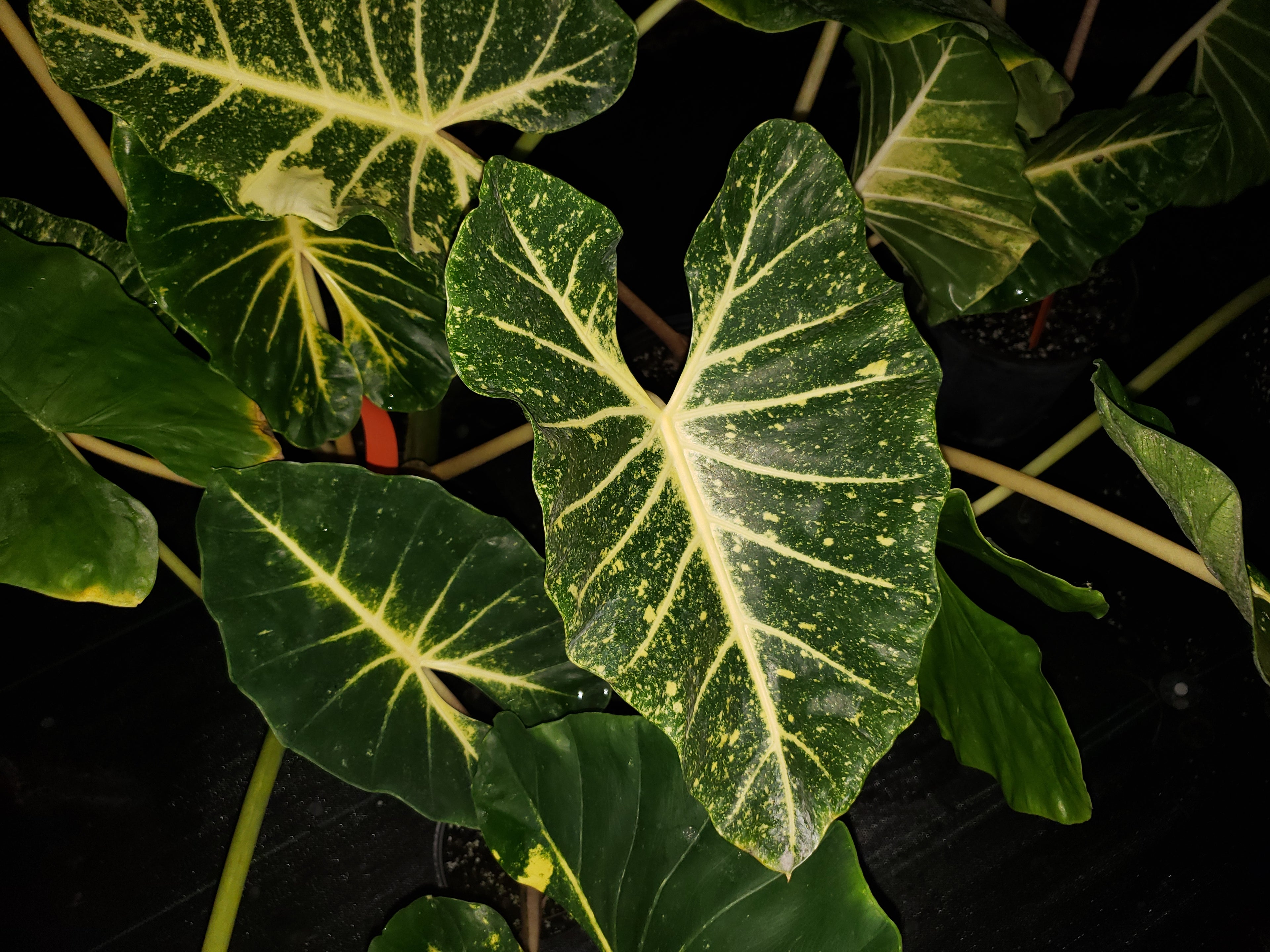 Alocasia 'New Guinea Gold'