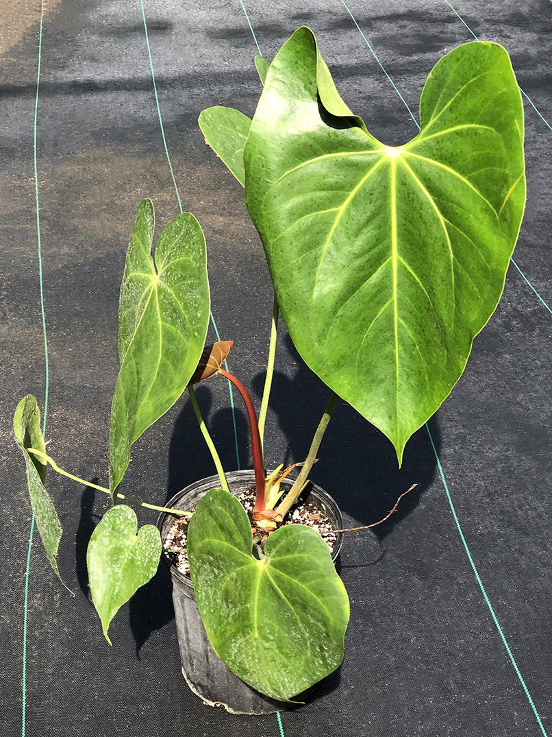 Anthurium faustomirandae