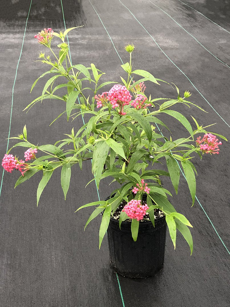 Arachnothryx leucophylla