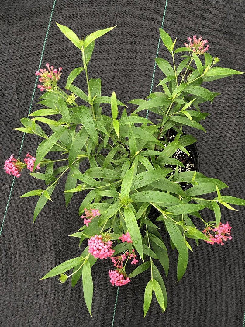 Arachnothryx leucophylla