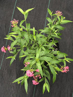 Arachnothryx leucophylla