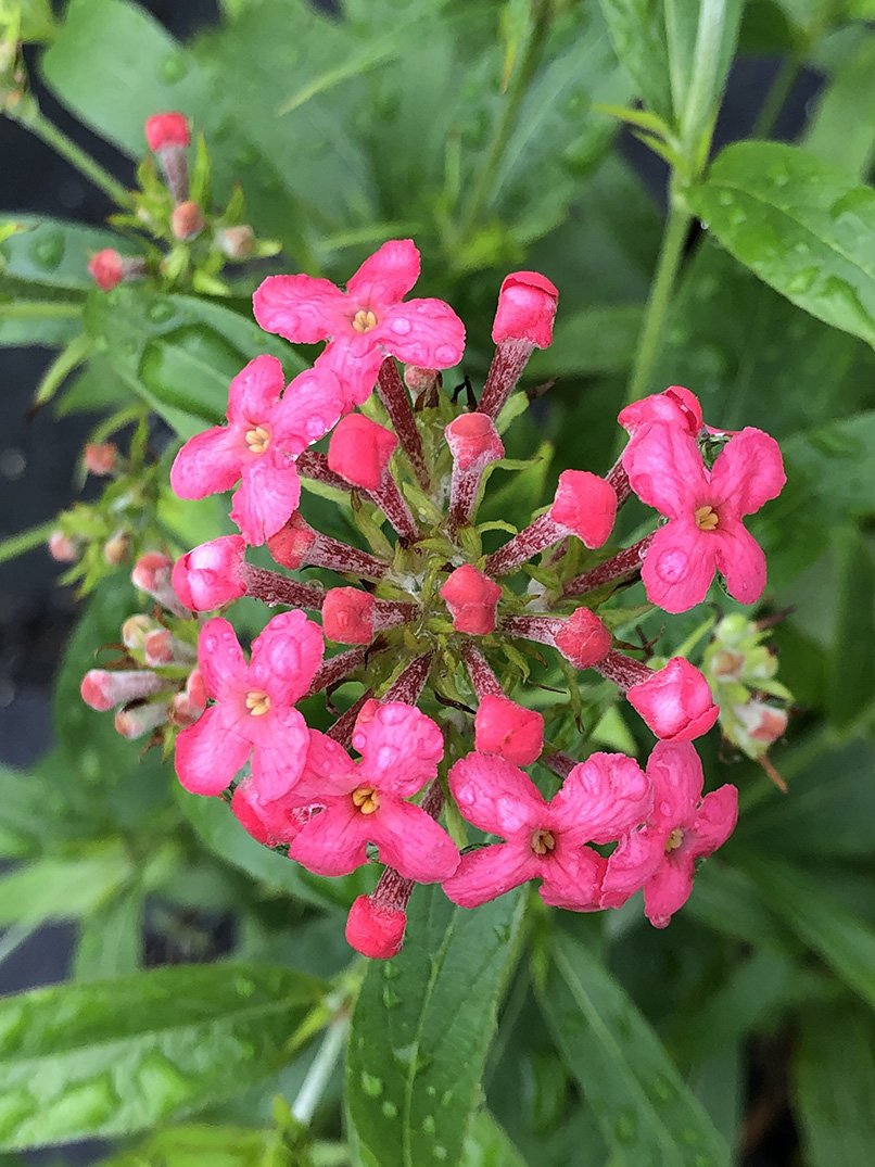 Arachnothryx leucophylla