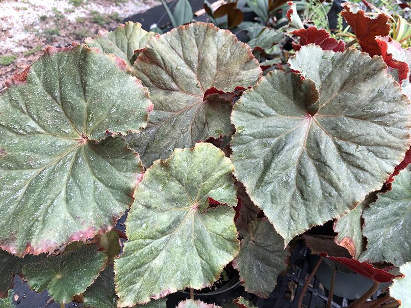 Begonia 'Nancy Cohen'
