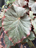 Begonia 'Nancy Cohen'