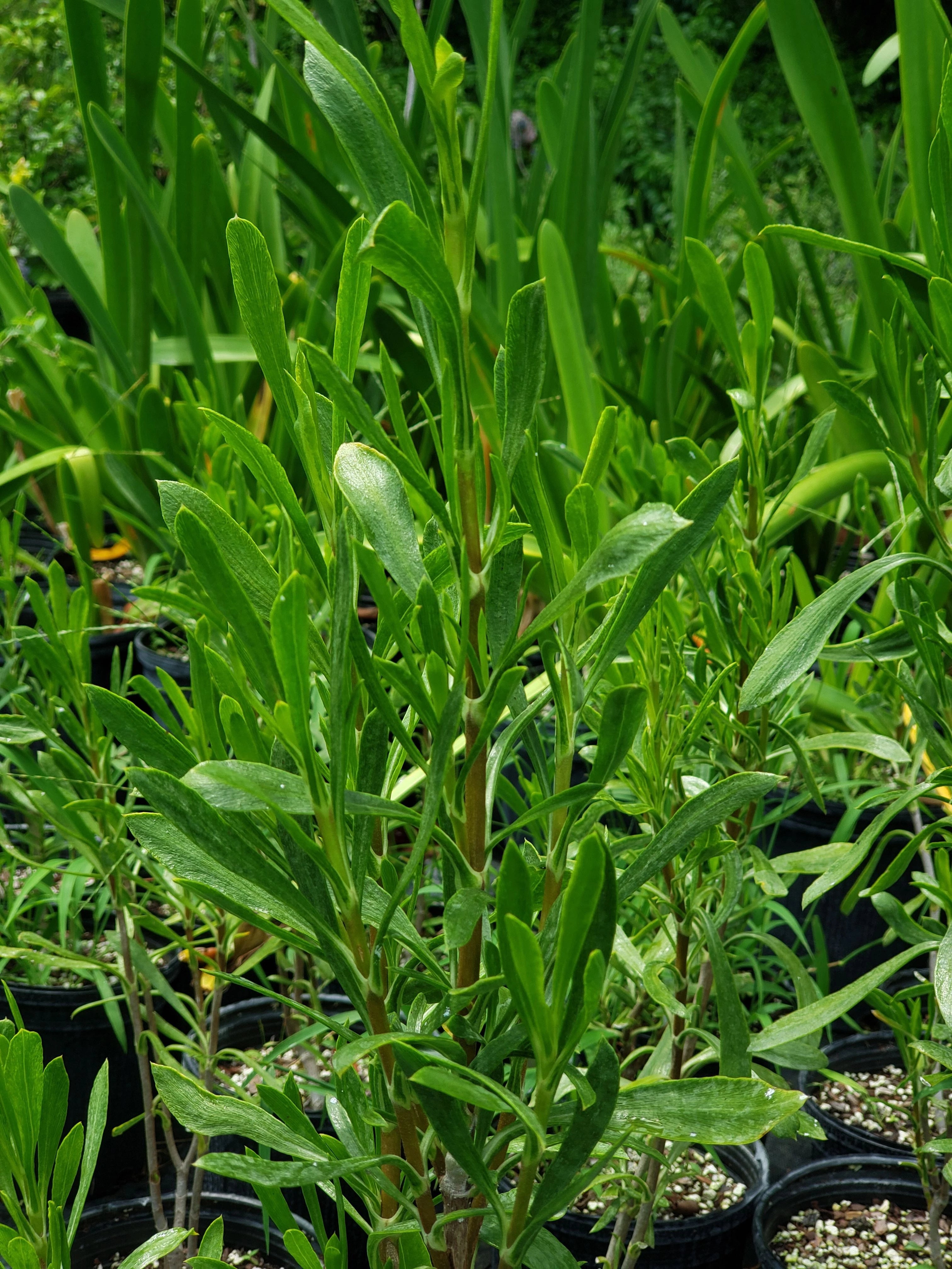 Borrichia arborescens