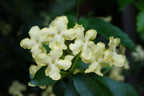 Brunfelsia nitida