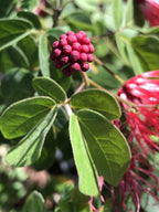 Calliandra haematocephala 'Nana'