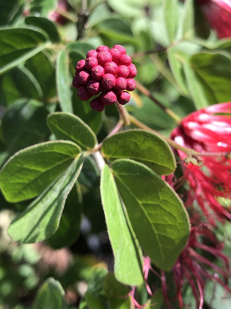 Calliandra haematocephala 'Nana'