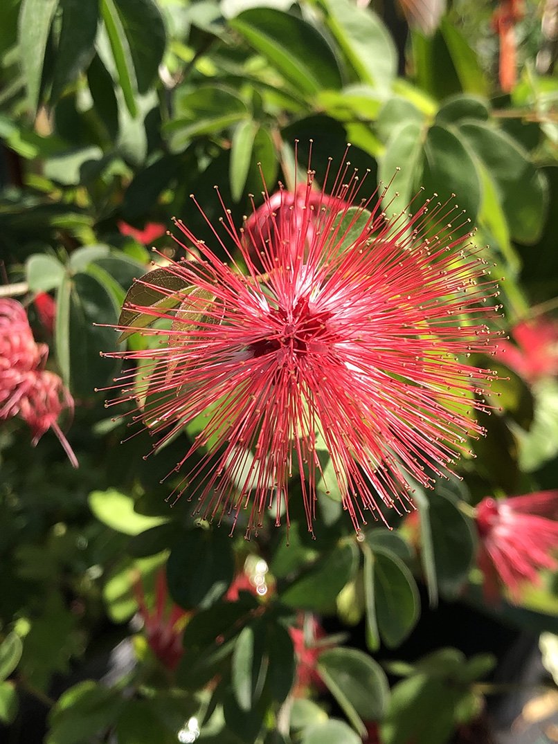 Calliandra haematocephala 'Nana'