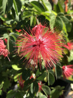 Calliandra haematocephala 'Nana'