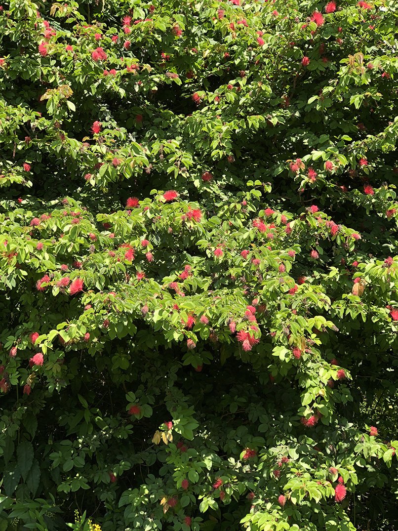 Calliandra haematocephala 'Nana'