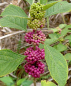 Callicarpa americana