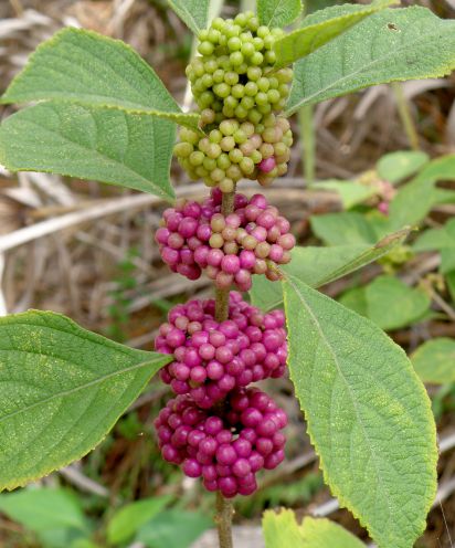 Callicarpa americana