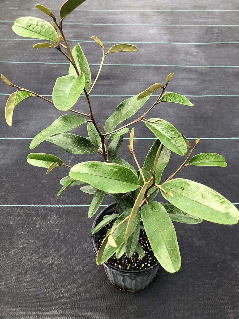 Capparis cynophallophora