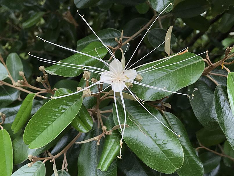 Capparis cynophallophora