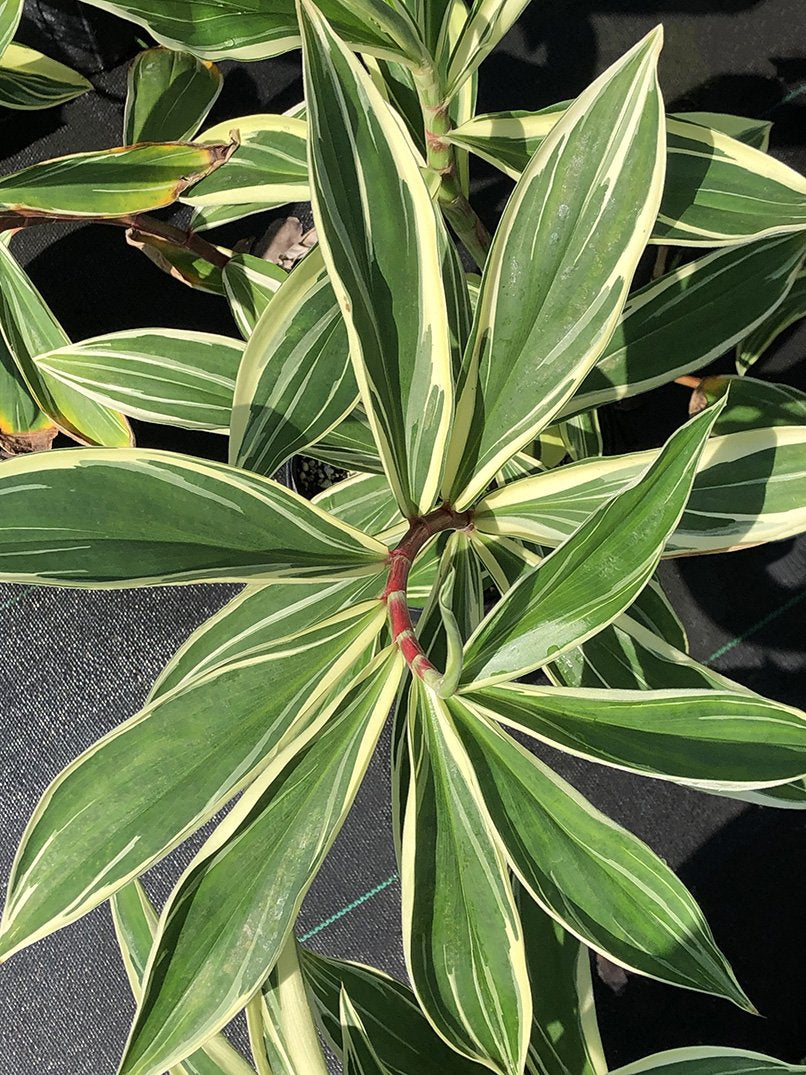 Cheilocostus speciosus 'Variegatus'