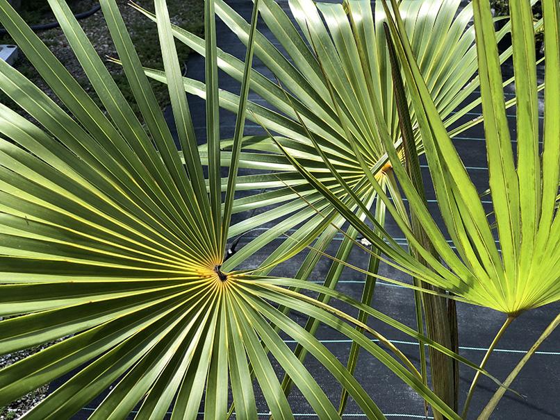Coccothrinax inaguensis