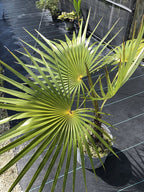 Coccothrinax inaguensis