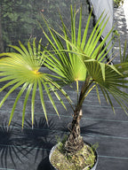 Coccothrinax inaguensis