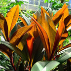 Costus vinosus