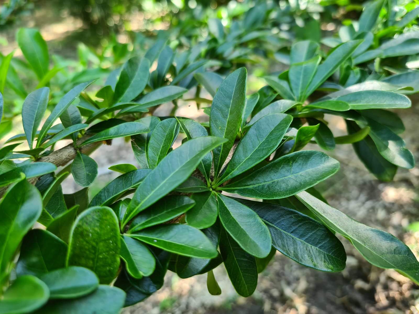 Crescentia mirabilis