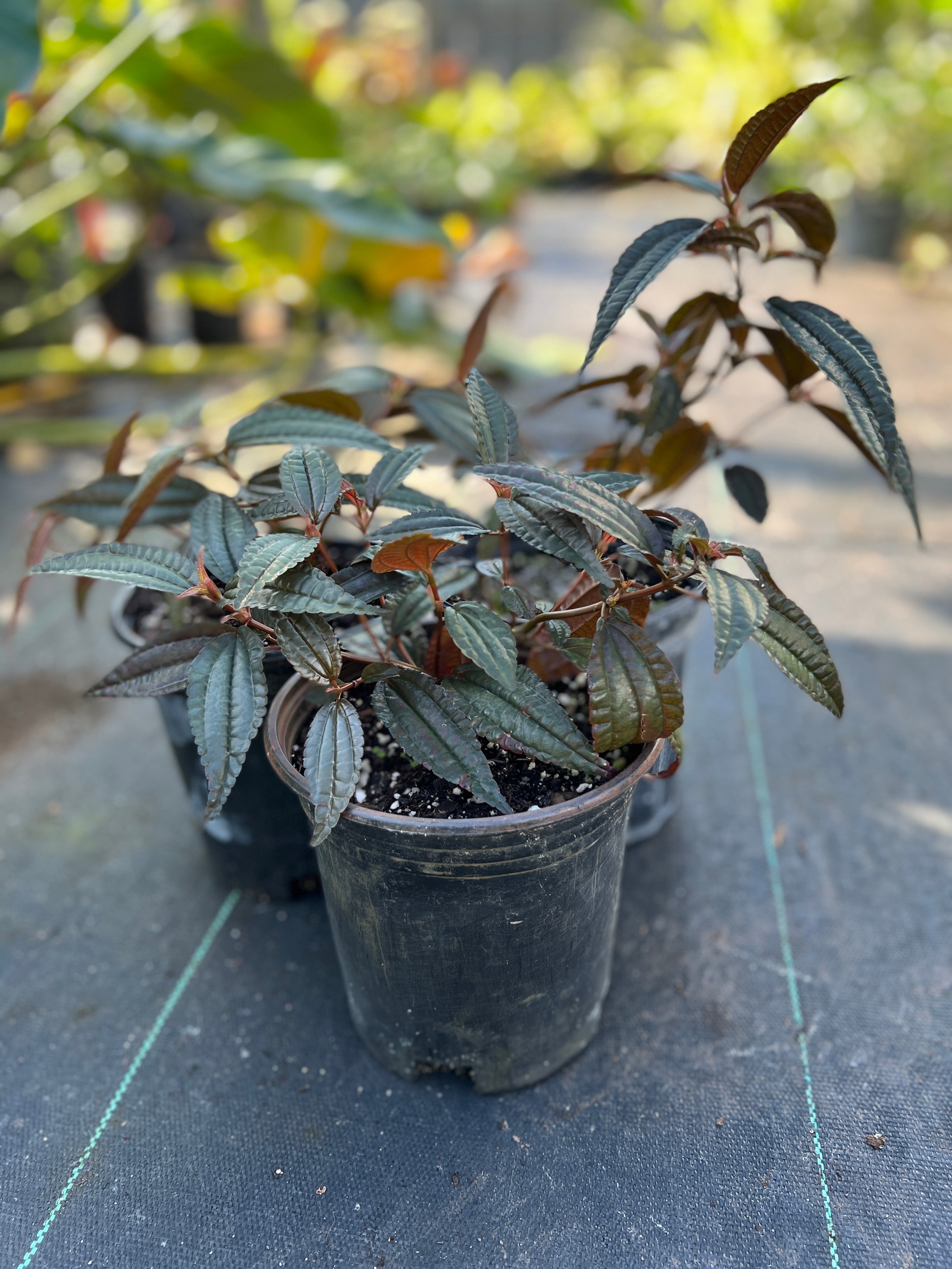 Pilea grandifolia 'Coral'