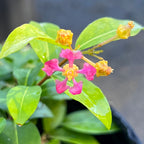 Malpighia glabra 'Nana'