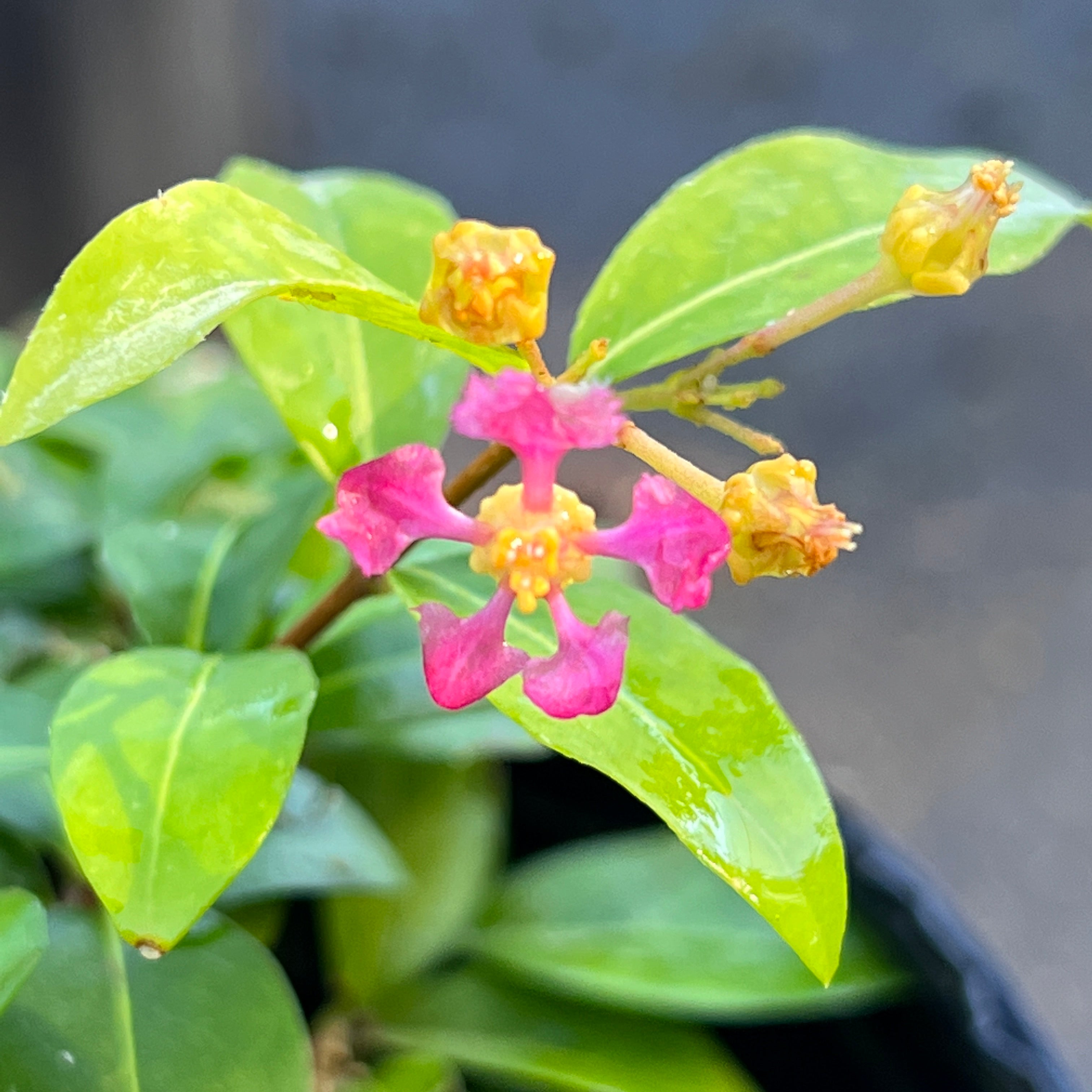 Malpighia glabra 'Nana'