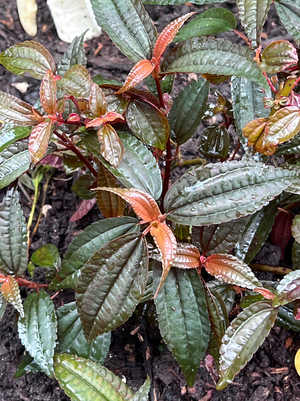 Pilea grandifolia 'Coral'