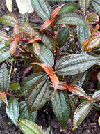 Pilea grandifolia 'Coral'