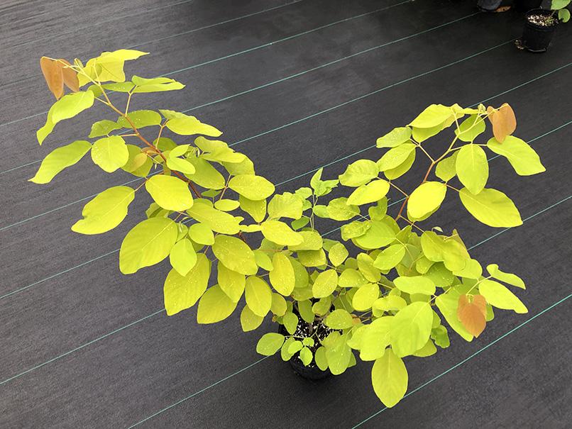 Dendrolobium umbellatum 'Vanuatu'