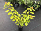 Dendrolobium umbellatum 'Vanuatu'