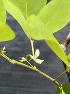 Dendrolobium umbellatum 'Vanuatu'