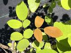 Dendrolobium umbellatum 'Vanuatu'
