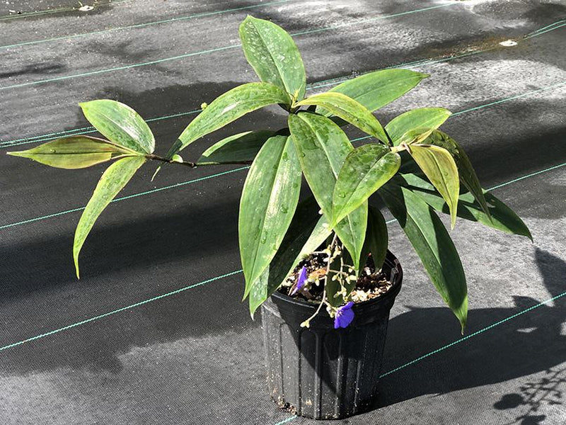 Dichorisandra penduliflora