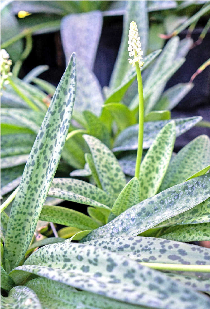 Drimiopsis botryoides