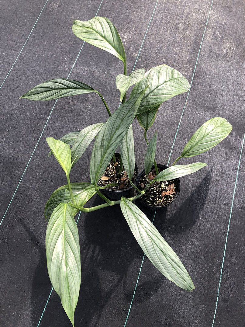 Epipremnum amplissimum