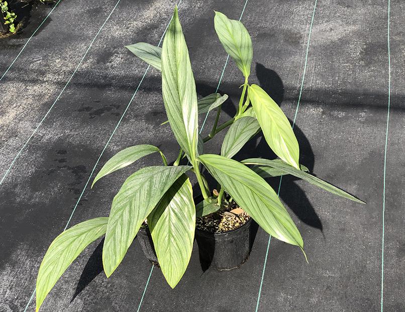 Epipremnum amplissimum