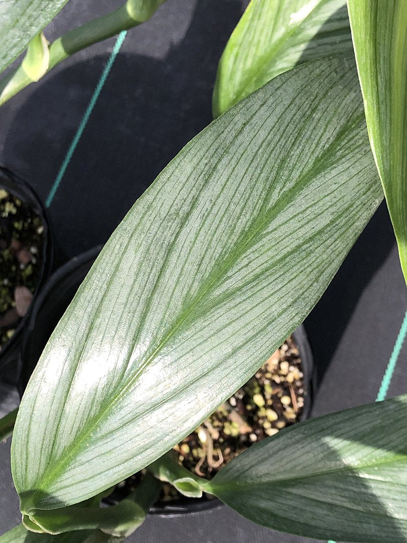 Epipremnum amplissimum