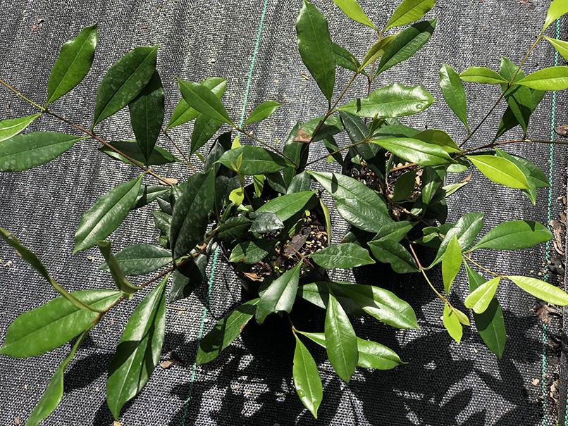 Eugenia luschnathiana