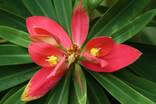 Euphorbia punicea