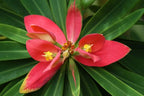 Euphorbia punicea