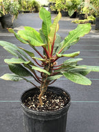 Euphorbia leuconeura