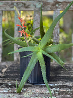 Aloe acutissima var. antanimoresis