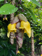 Gmelina philippensis