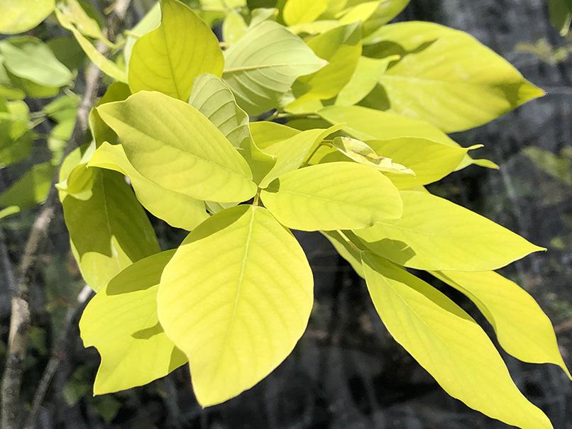Dendrolobium umbellatum 'Vanuatu'