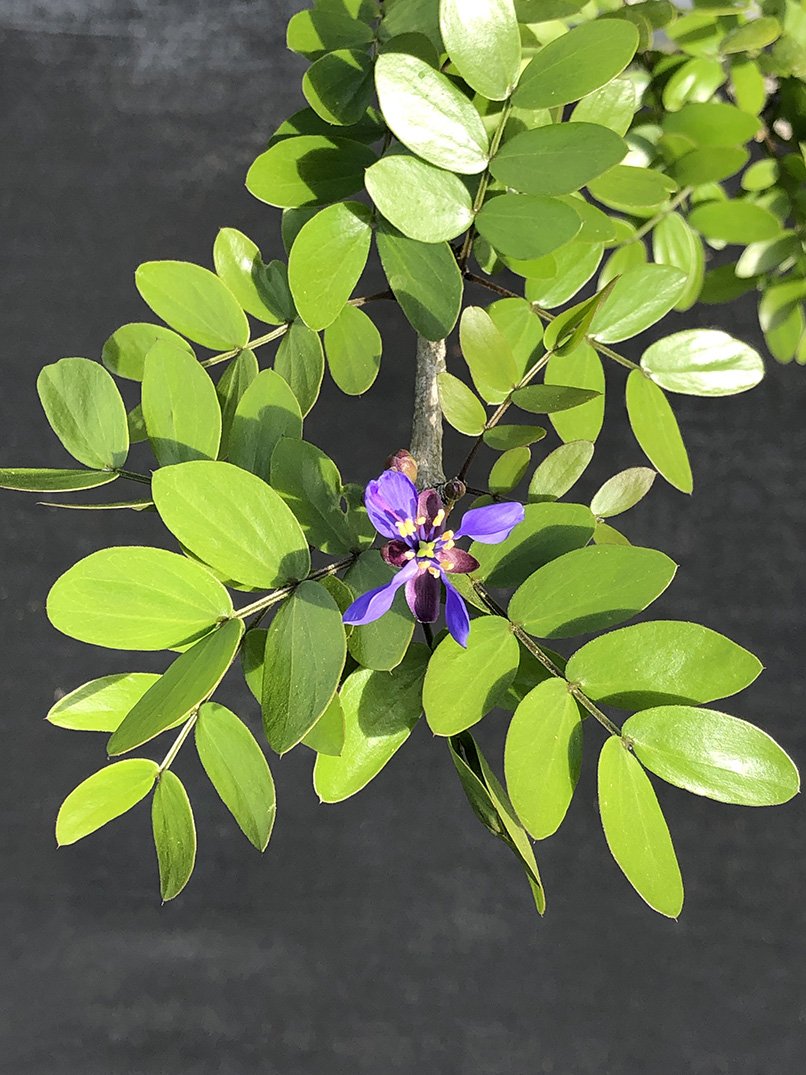 Guaiacum sanctum