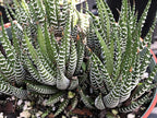 Haworthia fasciata