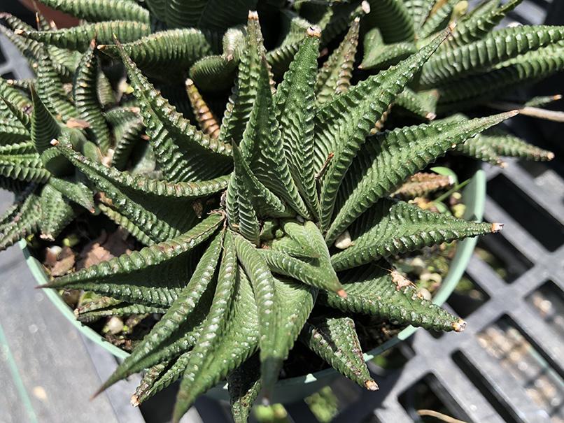 Haworthia limifolia